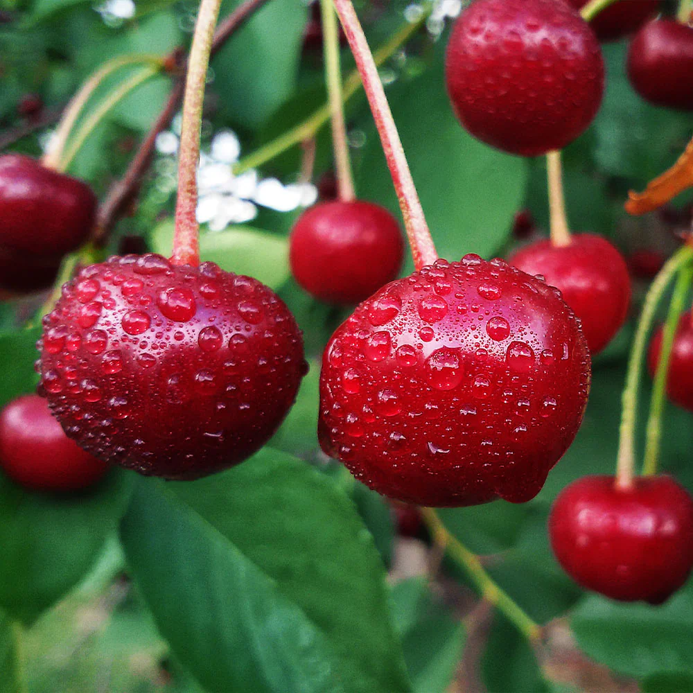 Large Skeena Cherries